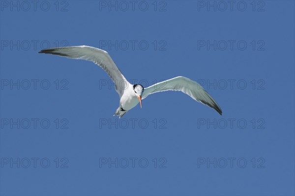 Royal Tern (Sterna maxima)