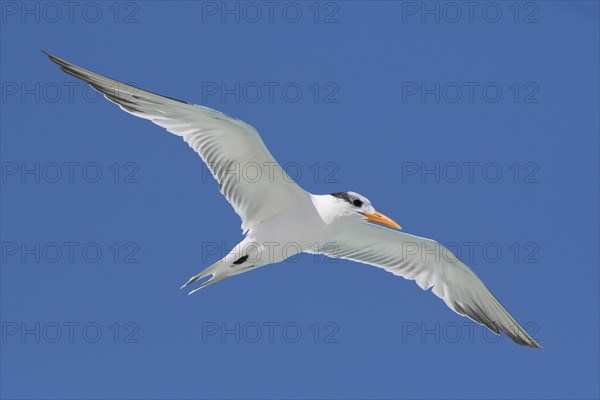 Royal Tern (Sterna maxima)