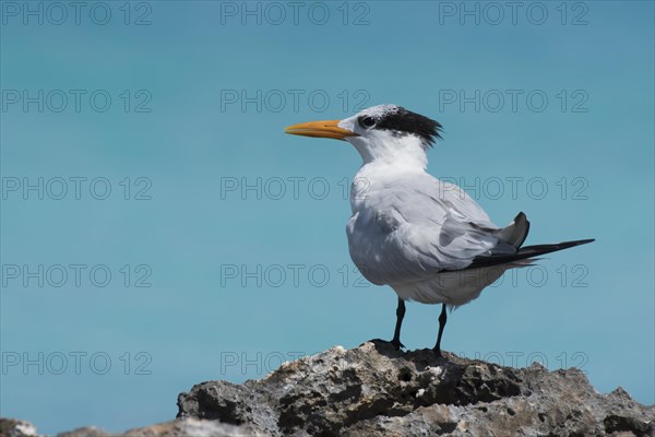 Royal Tern (Sterna maxima) stands on rock