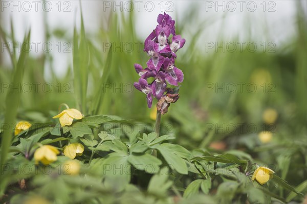 Hollow larkspur (Corydalis cava) between yellow anemones (Anemone ranunculoides)