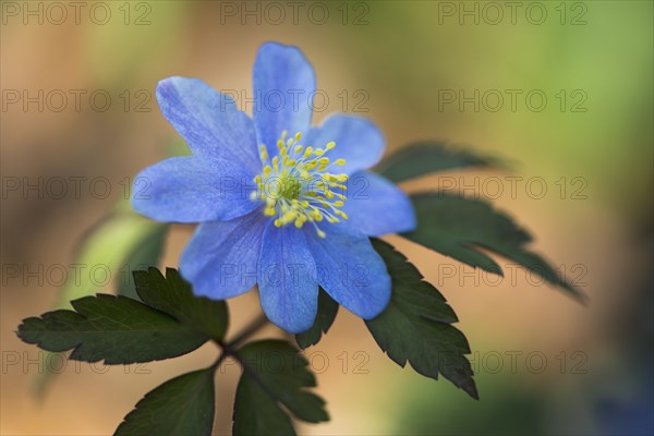 Blue Wood anemone (Anemone nemorosa Royal Blue)