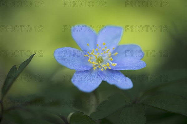 Blue Wood anemone (Anemone nemorosa Royal Blue)