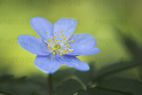 Blue Wood anemone (Anemone nemorosa Royal Blue)