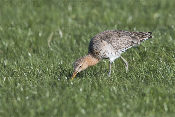 Black-tailed godwit (Limosa limosa)