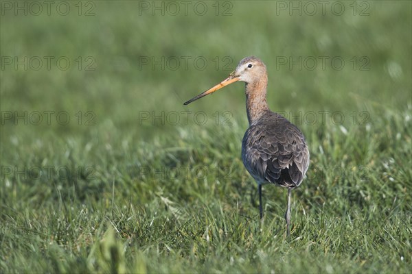 Black-tailed godwit (Limosa limosa) stands on a meadow