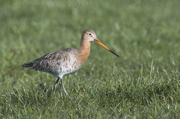 Black-tailed godwit (Limosa limosa) runs on grass