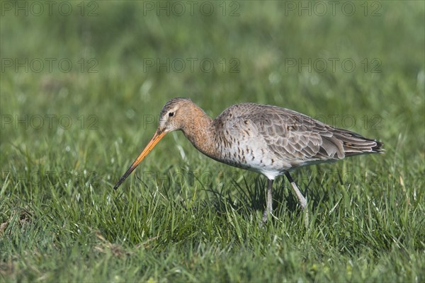 Black-tailed godwit (Limosa limosa) runs on grass