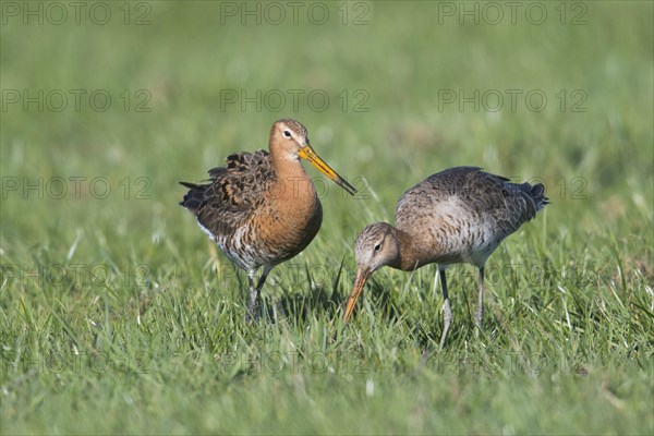 Black-tailed godwits (Limosa limosa)