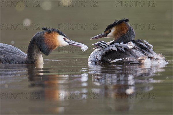 Great crested grebes (Podiceps cristatus)