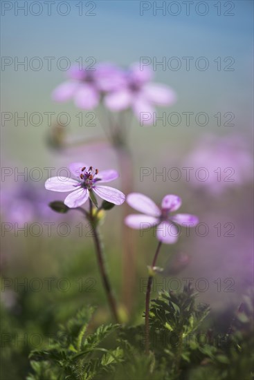 Redstem filaree (Erodium cicutarium)