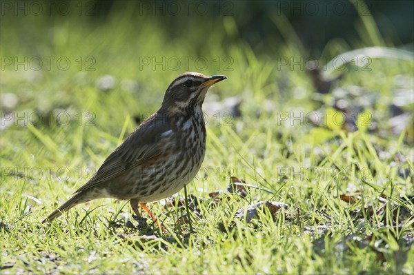 Redwing (Turdus iliacus) in grass