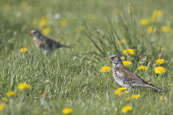 Fieldfares (Turdus pilaris) in dandalion meadow