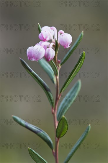 Bog rosemary (Andromeda polifolia)