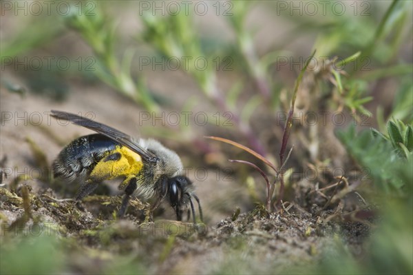 Ashy mining bee (Andrena cineraria)