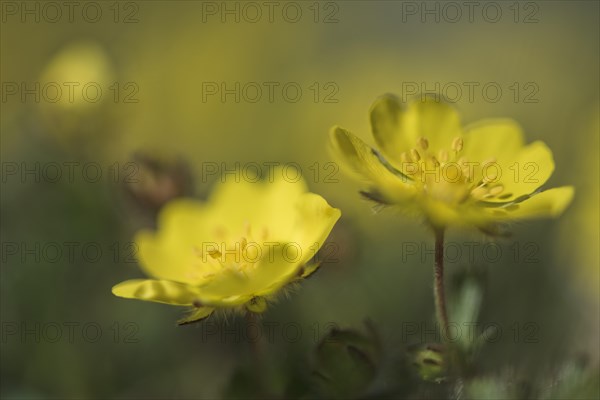 Common rock-rose (Helianthemum nummularium)