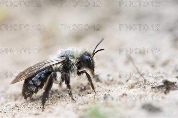 Ashy mining bee (Andrena cineraria)