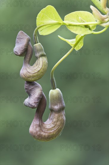 Dutchman's pipe (Aristolochia macrophylla)