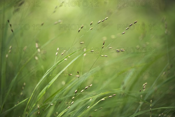 Mountain melick (Melica nutans)