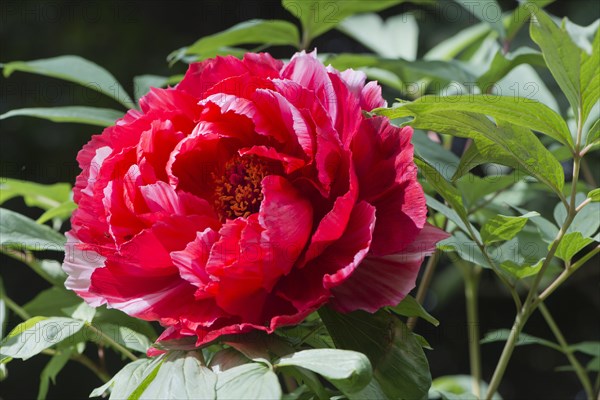 Red Peony (Paeonia suffruticosa Shima-Nishiki)