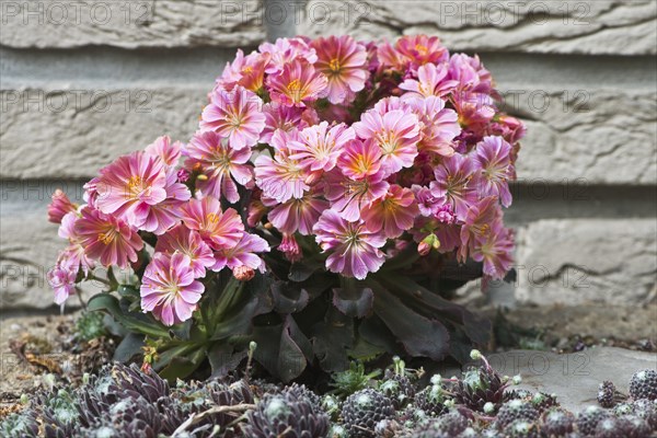 Siskiyou lewisia (Lewisia cotyledon) in front of a wall