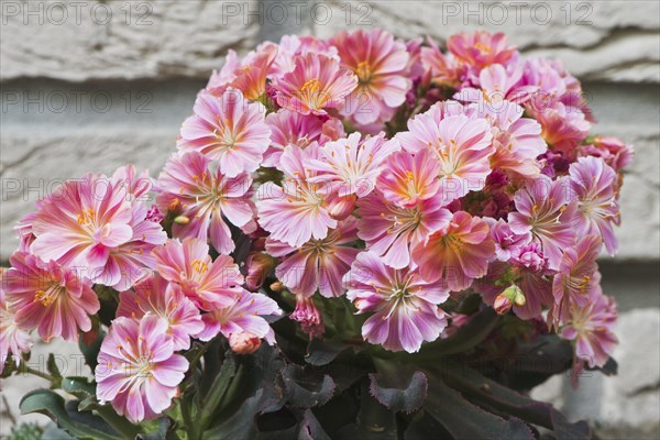 Siskiyou lewisia (Lewisia cotyledon) in front of a wall