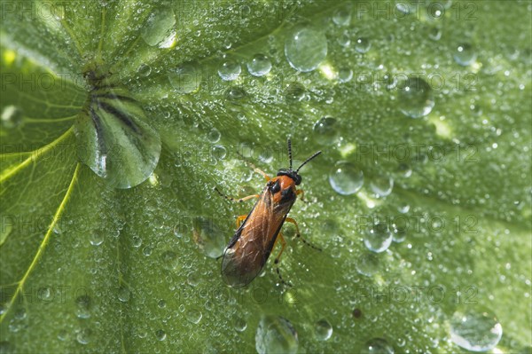 Turnip sawfly (Athalia rosae)