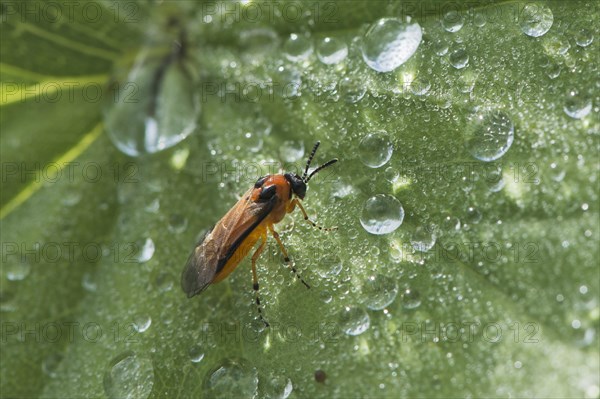 Turnip sawfly (Athalia rosae)