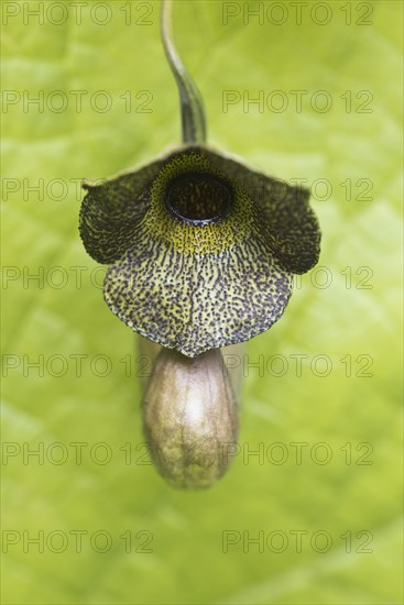 Dutchman's pipe (Aristolochia macrophylla)