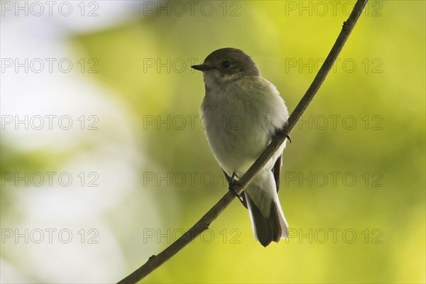 European Pied Flycatcher (Ficedula hypoleuca) sits on branch