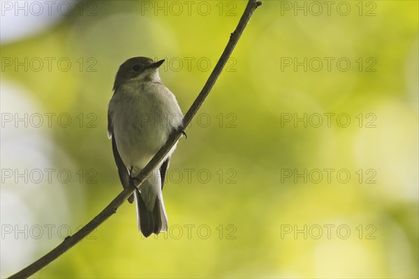 European Pied Flycatcher (Ficedula hypoleuca) sits on branch