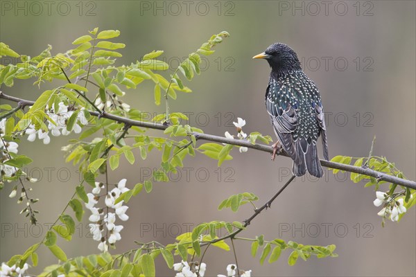 European Starling (Sturnus vulgaris)