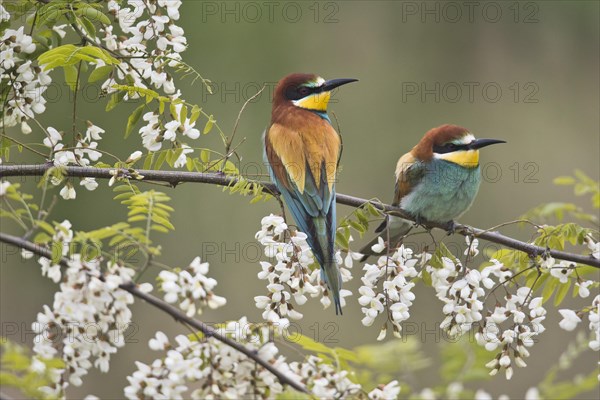 European bee-eater (Merops apiastera) in flowering Robinia