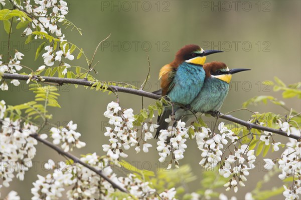 Bee-eaters (Merops apiaster)