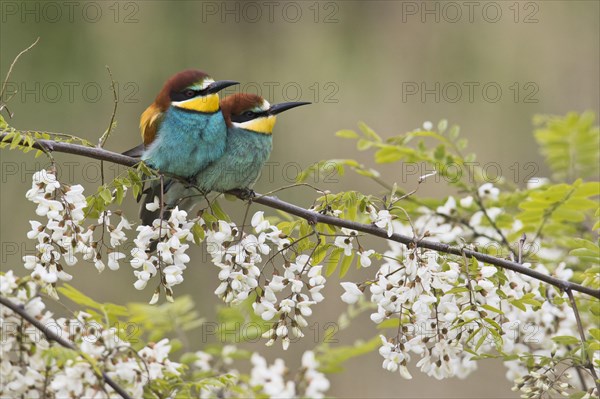 Bee-eaters (Merops apiaster)