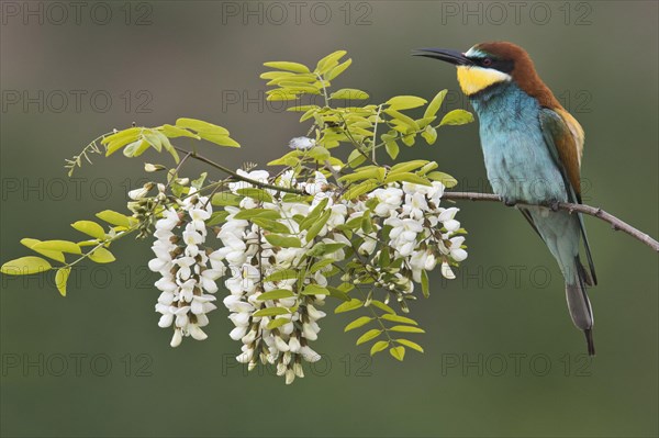 Bee-eater (Merops apiaster)