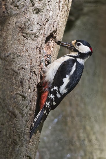 Great spotted woodpecker (Dendrocopos major) with food in the beak in front of brood cave