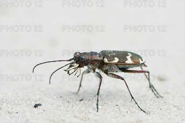 Cicindela sylvicola (Cicindela sylvicola)