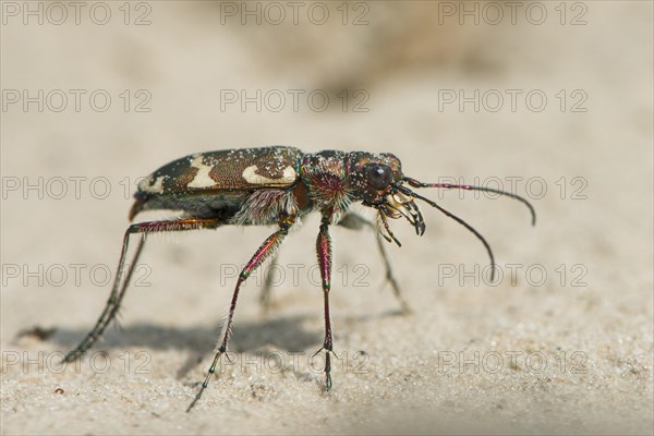 Cicindela sylvicola (Cicindela sylvicola)