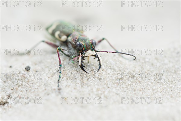 Cicindela sylvicola (Cicindela sylvicola)