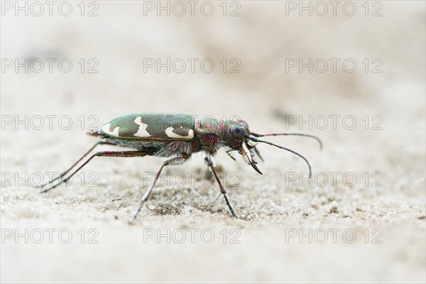 Cicindela sylvicola (Cicindela sylvicola)