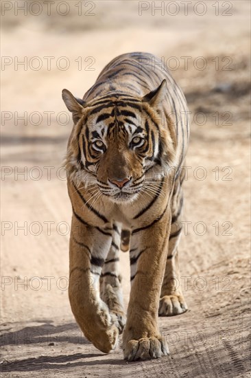 Bengal Tiger