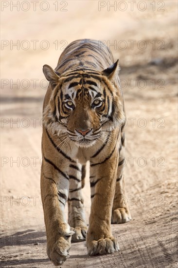 Bengal Tiger