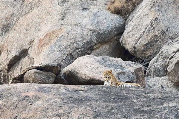 Leopard (Panthera pardus) lying on rock and on the lookout