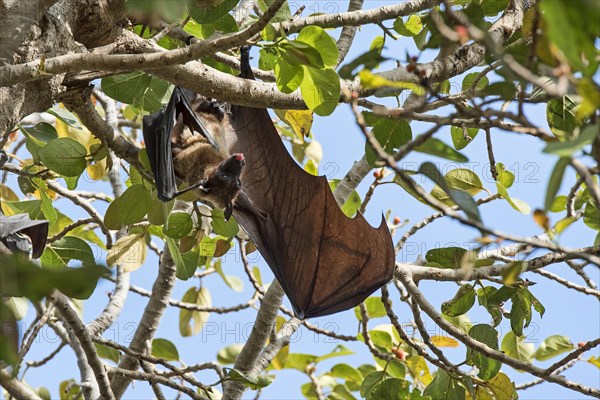 Megabat (Pteropodini)