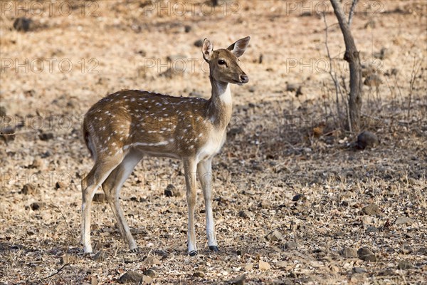 Chital or cheetal (Axis axis) in dry forest