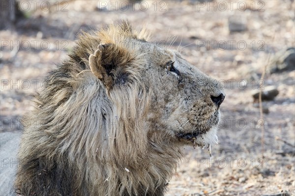 Asiatic lion (Panthera leo persica) in dry forest