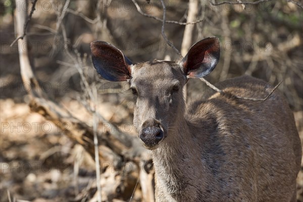 Sambar (Rusa unicolor)