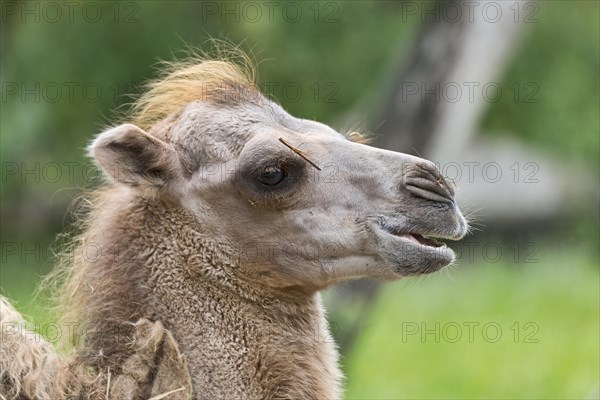 Wild Bactrian camel (Camelus ferus)