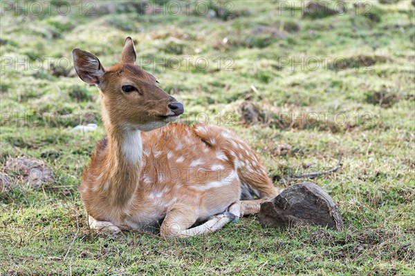 Chital (Axis axis) in the dry forest