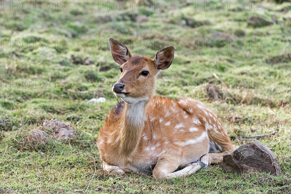 Chital (Axis axis) in the dry forest